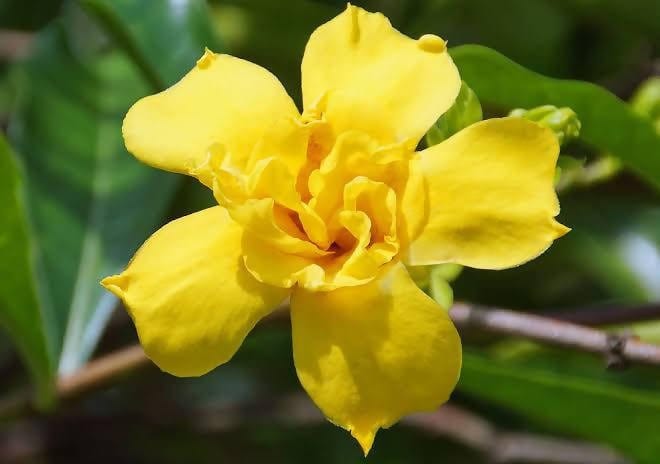 Sri Arav Nursery Garden Flower Plant Allamanda double petal yellow creepper Buy Allamanda Yellow Double Creepers