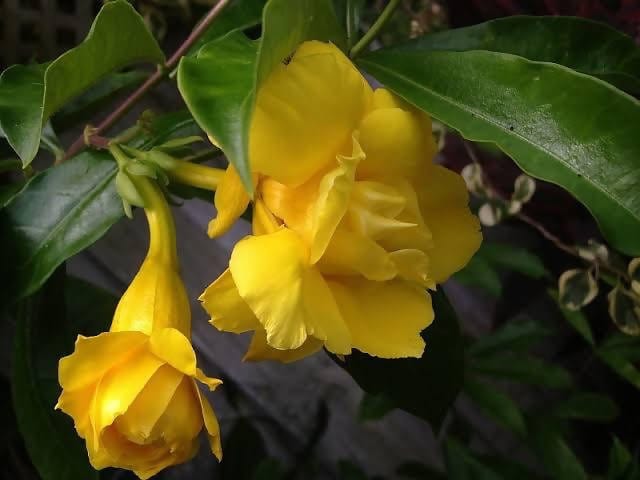 Sri Arav Nursery Garden Flower Plant Allamanda double petal yellow creepper Buy Allamanda Yellow Double Creepers