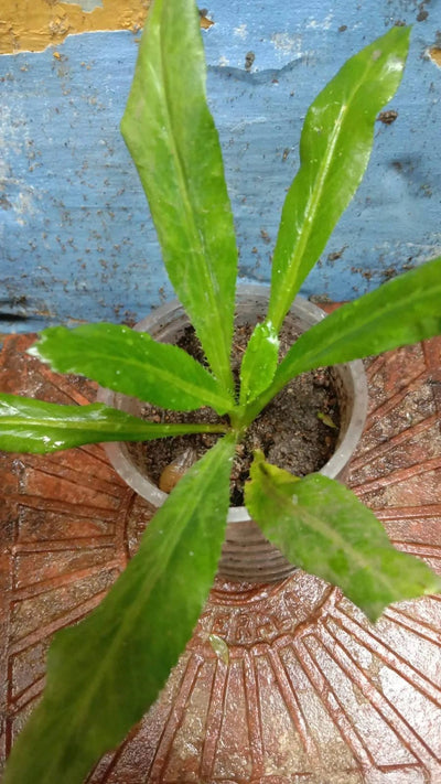 Sri Home Gardening Plant Buy Culantro - Plant Online (Imported Coriander)