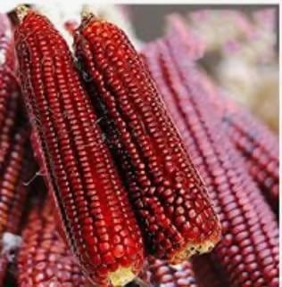 Sri Home Gardening Seeds Red Maize Seeds Buy Red Maize Seeds Online
