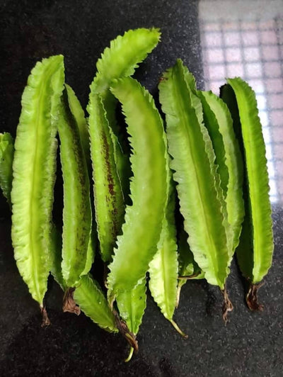 Sri Home Gardening Seeds Winged Beans Green Winged Beans Seeds