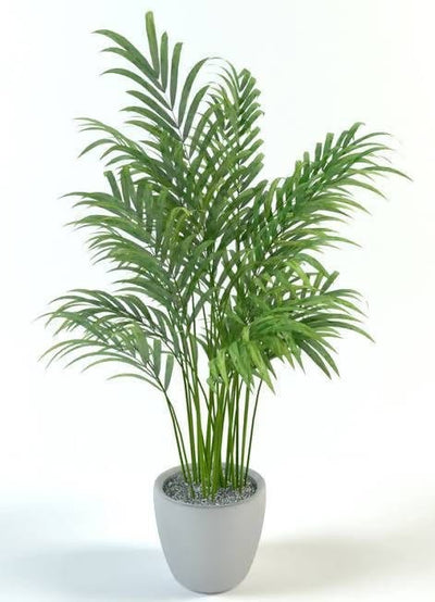 Sri Sai Garden and Nursery Plant Areca Palm