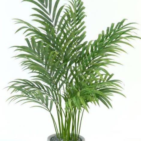 Sri Sai Garden and Nursery Plant Areca Palm