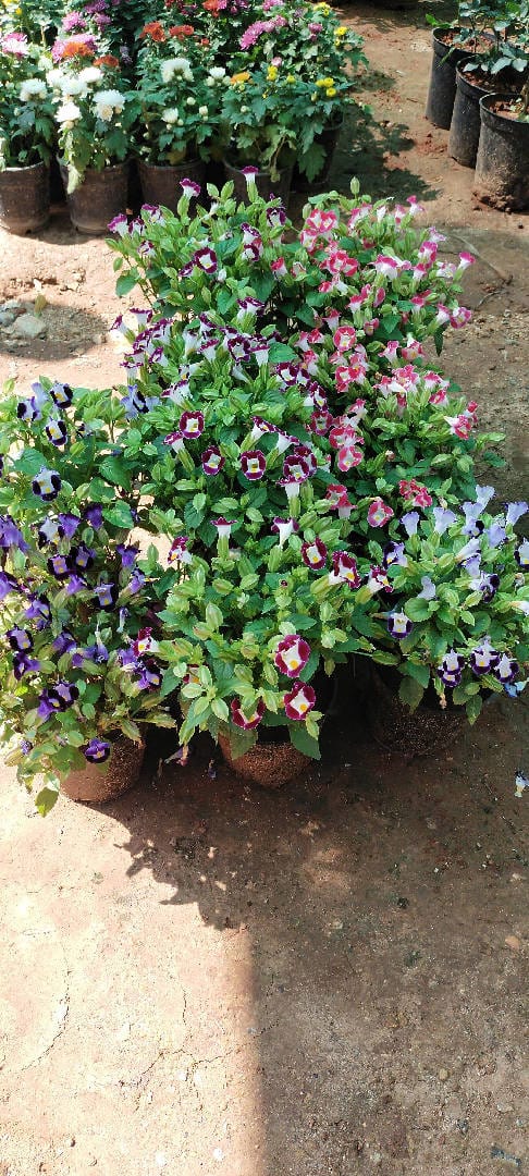 Sri Sai Garden and Nursery Plant Butterfly plant (Oxalis Purple)
