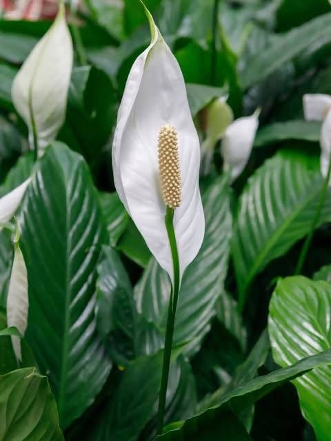 Sri Sai Garden and Nursery Plant Peace Lily