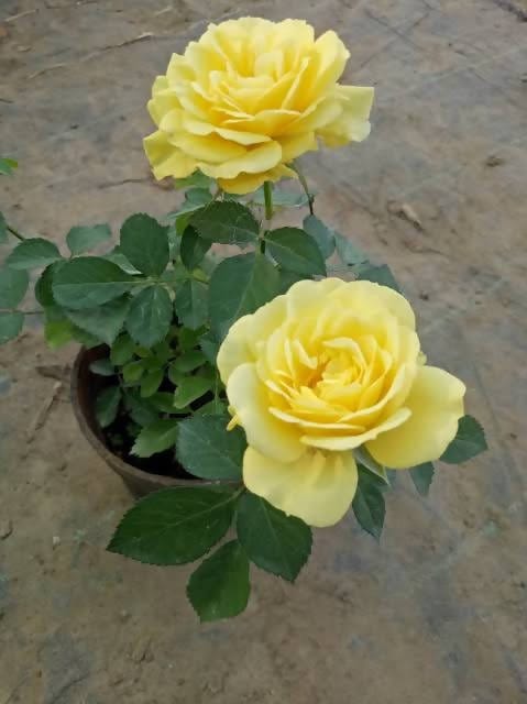 Sri Sai Garden and Nursery Plant Yellow Rose - Plant