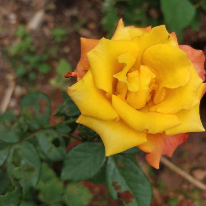 Sri Sai Garden and Nursery Plant Yellow Rose - Plant