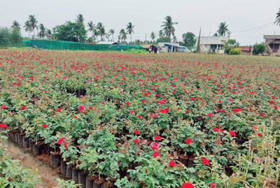 SriVenkataPadmanursery Flowers Rose(Hybrid)