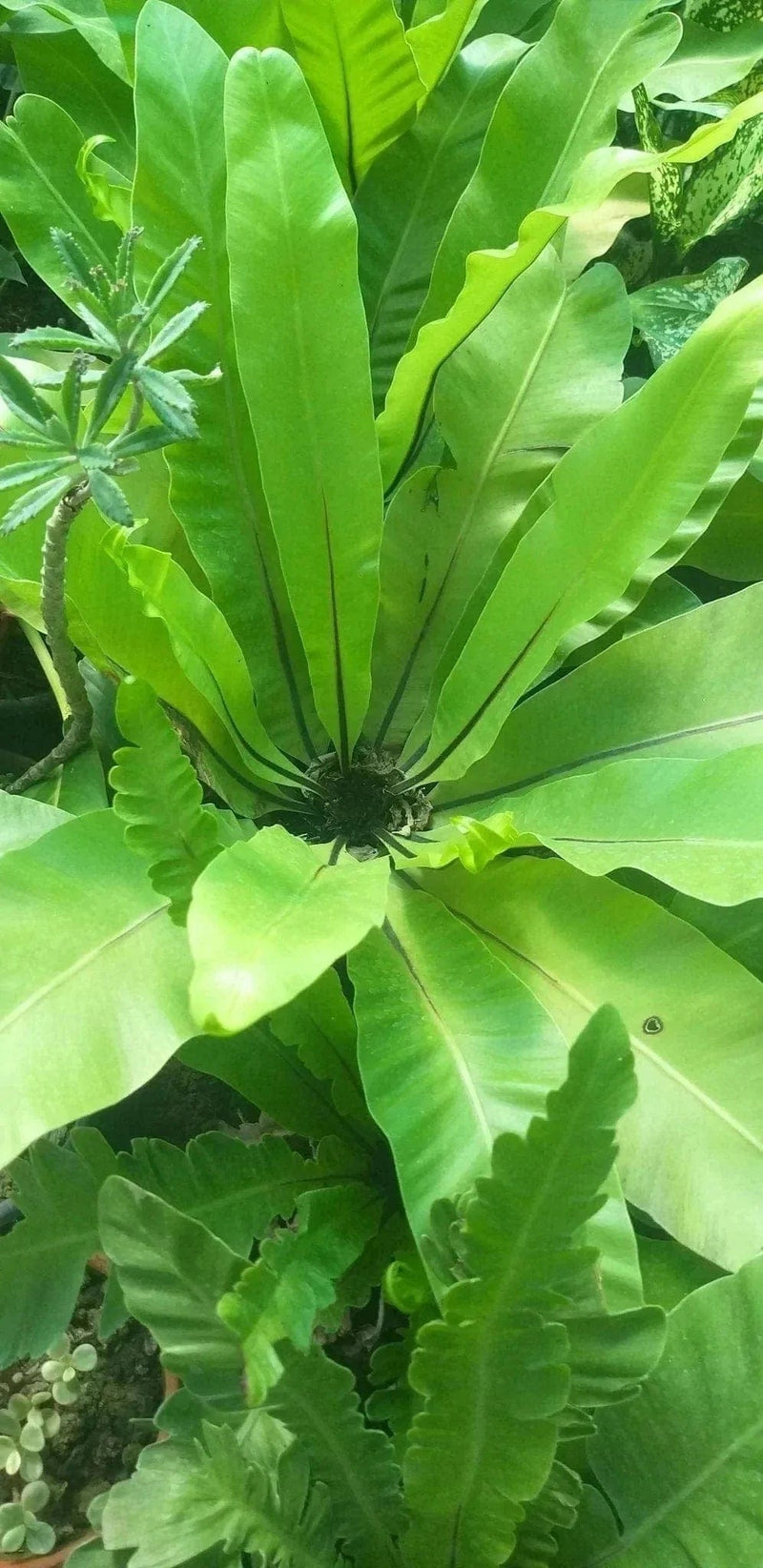 Sukanya Nursery Plants Birds nest fern