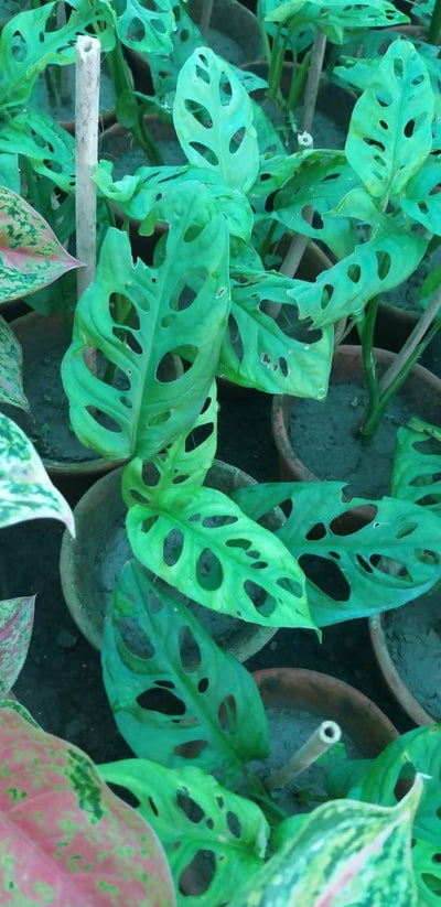 Sukanya Nursery Plants Broken heart Broken heart-Urban Plants