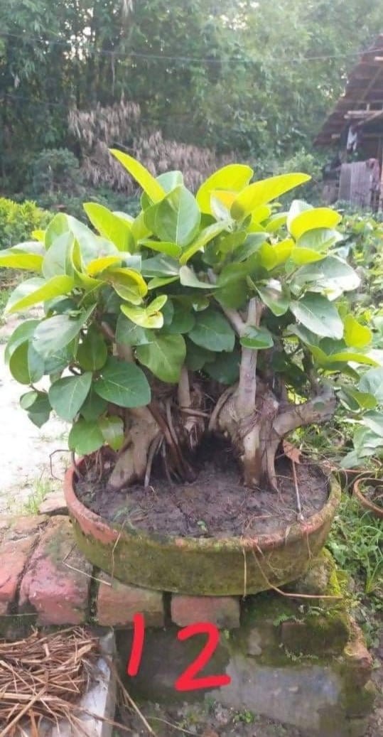 Sukanya Nursery Plants Buy Banyan Bonsai