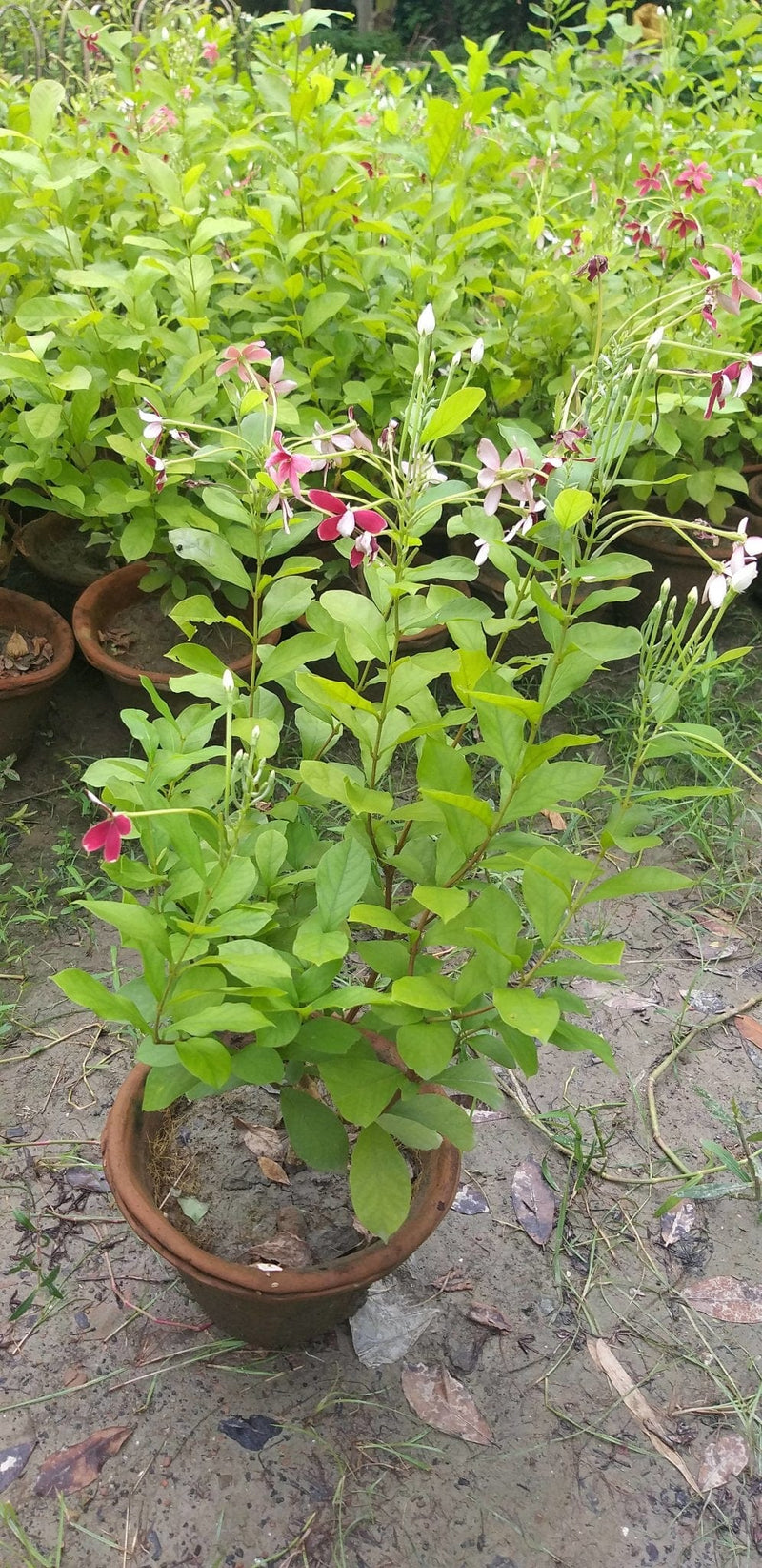 Sukanya Nursery Plants Madhumalti