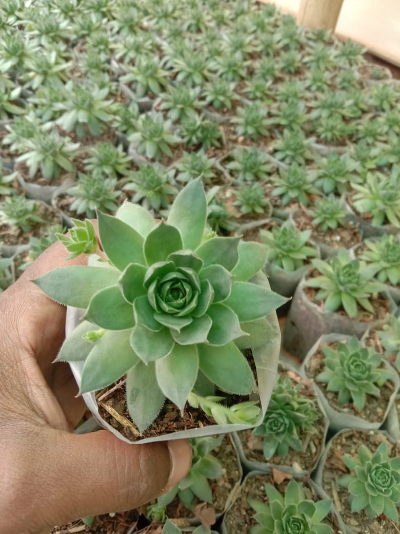 sumesh Combo of 6 succulents