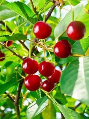 Supradip biswas Plant Barbados cherry plant