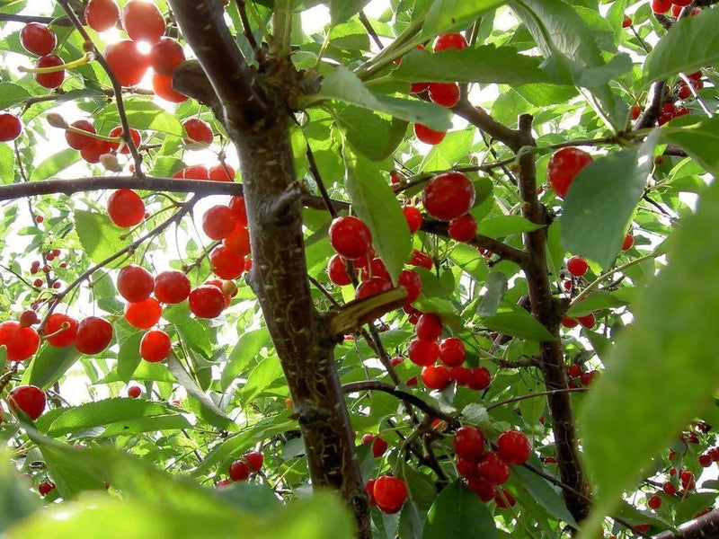 Supradip biswas Plant Barbados cherry plant