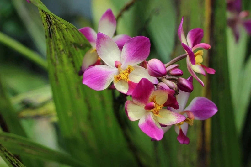 Suriyan M S Live Plant Ground Orchid Ground Orchid-Urban Plants