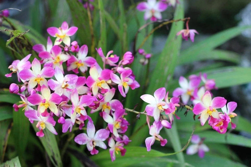 Suriyan M S Live Plant Ground Orchid Ground Orchid-Urban Plants