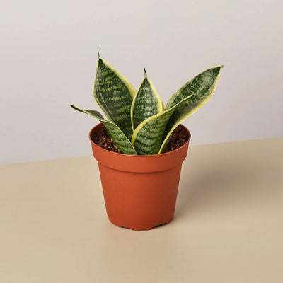 The Plant Company Plant Snake Plant Hahini Snake Plant - Sansevieria Hahini Buy Snake Plant - Sansevieria Hahini Indoor Plant Online 
