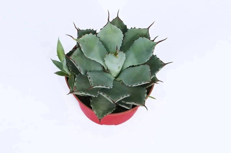 the plantmaniacs cactus Artichoke Agave, Parry&
