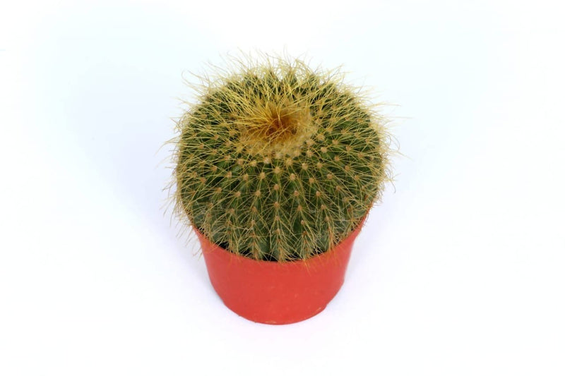 the plantmaniacs Cactus Cactus Parodia Buy Cactus Parodia Online 