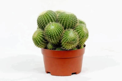 the plantmaniacs Cactus Cactus Parodia Microsperma Buy Cactus Parodia Microsperma Online 