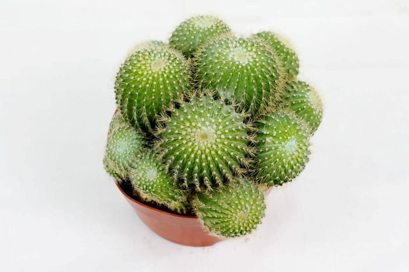 the plantmaniacs Cactus Cactus Parodia Microsperma Buy Cactus Parodia Microsperma Online 