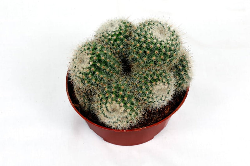the plantmaniacs cactus Cactus Parodia Scopa Buy Cactus Parodia Scupa Online 