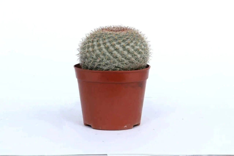the plantmaniacs cactus Cactus Rebutia Buy Cactus Rebutia Online 