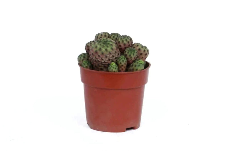 the plantmaniacs cactus Cactus Sulcorebutia Buy Cactus Sulcorebutia Online 