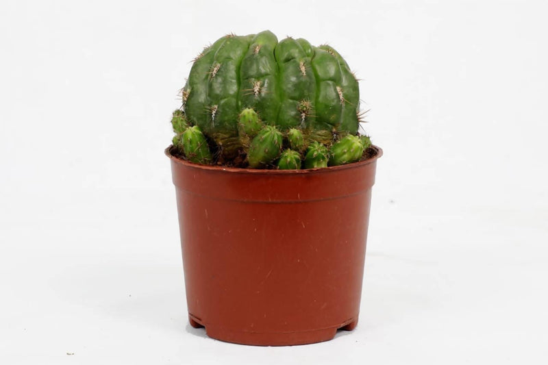 the plantmaniacs cactus Echinopsis Tubifora Cactus Buy Cactus Echinopsis Tubifora Online 