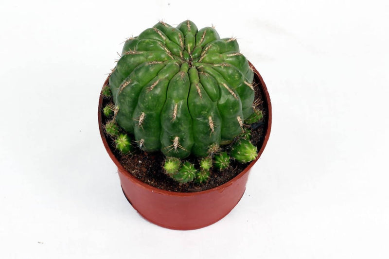 the plantmaniacs cactus Echinopsis Tubifora Cactus Buy Cactus Echinopsis Tubifora Online 