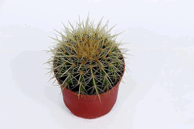 the plantmaniacs Cactus Golden Barrel Cactus Buy Golden Barrel Cactus Online 