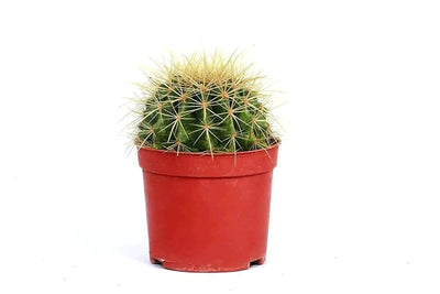 the plantmaniacs Cactus Golden Barrel Cactus Buy Golden Barrel Cactus Online 