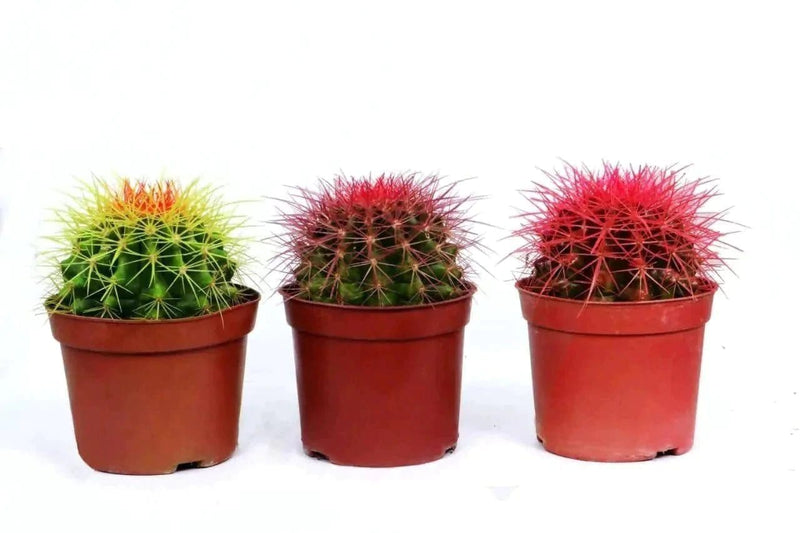 the plantmaniacs Cactus Golden Barrel Coloured Cactus (Set of 3)