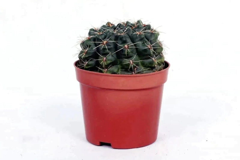 the plantmaniacs Cactus Gymnocalycium baldianum - Cactus Buy Cactus Gymnocalycium Online 