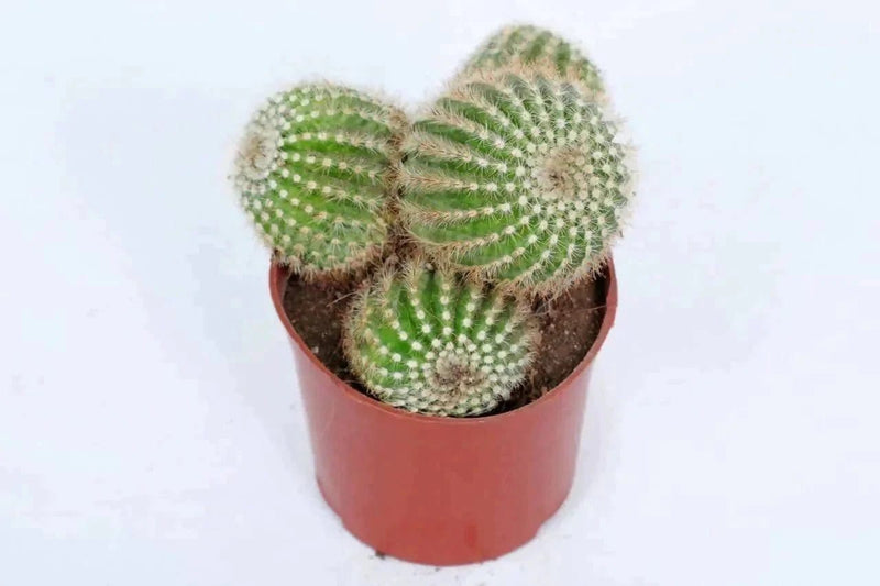 the plantmaniacs Cactus Parodia Leninghausii Cactus Buy Parodia Leninghausii Cactus Plant Online