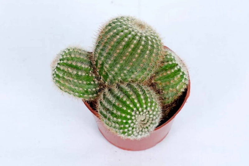 the plantmaniacs Cactus Parodia Leninghausii Cactus Buy Parodia Leninghausii Cactus Plant Online