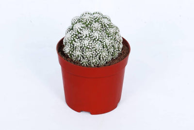 the plantmaniacs Cactus Plant Cactus Arizona Snowcap Buy Cactus Mammillaria Snowcap Online 