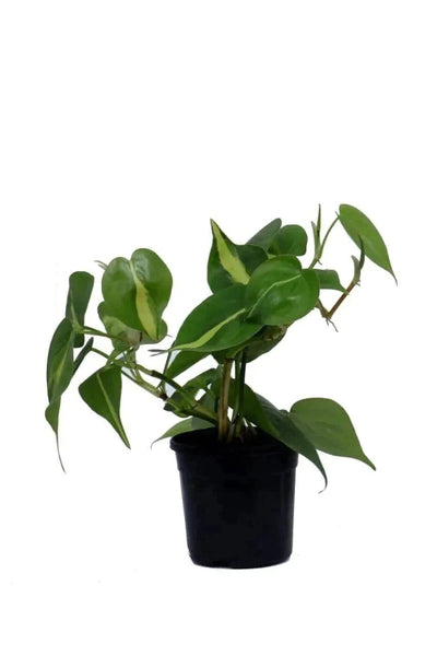the plantmaniacs plant Heartleaf Philodendron Plant Buy Heartleaf Philodendron Online 