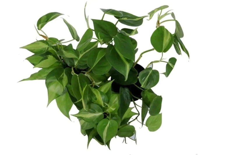 the plantmaniacs plant Heartleaf Philodendron Plant Buy Heartleaf Philodendron Online 