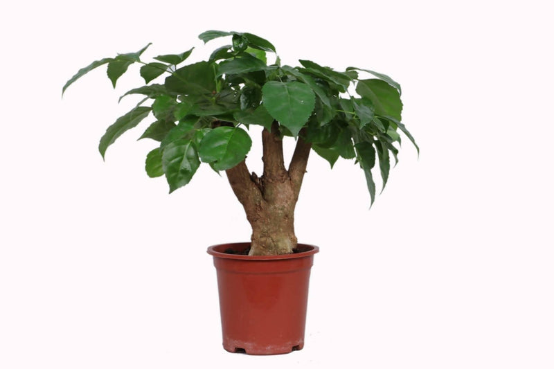 the plantmaniacs Plants Radermachera Tree Bonsai Buy Radermachera Tree Bonsai Online 