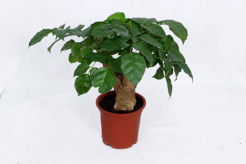 the plantmaniacs Plants Radermachera Tree Bonsai Buy Radermachera Tree Bonsai Online 