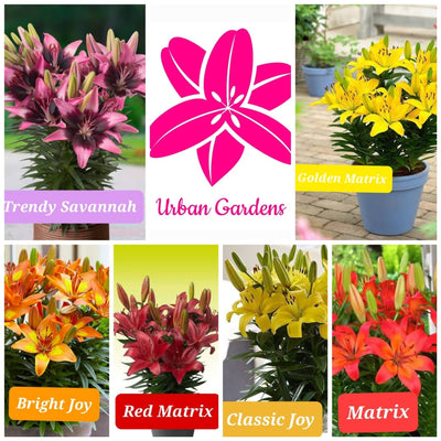 Urban Gardens Bulbs Set of 6 Pot Hybrid Asiatic ( Dwarf stalk liliums )