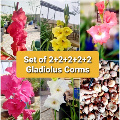 Urban Gardens Gladiolus corms Set of 10 Gladiolus bulbs