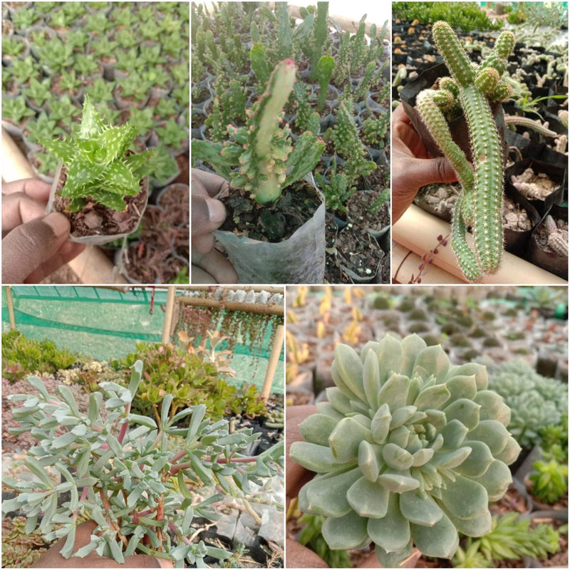 Urban Plants 6 - Set of 5 Succulents -  Set of 5 Buy Best Cacti Succulents, Cactus- Succulent Combos at Lowest Price 