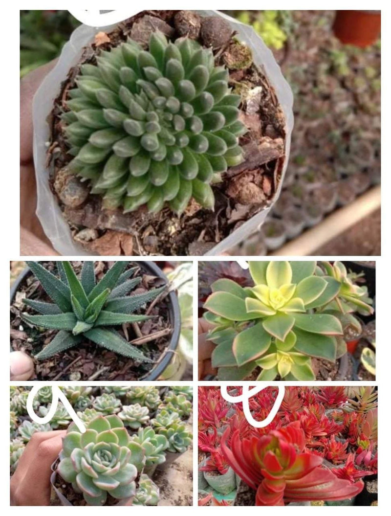 Urban Plants 8 - Set of 5 Succulents -  Set of 5 Buy Best Cacti Succulents, Cactus- Succulent Combos at Lowest Price 