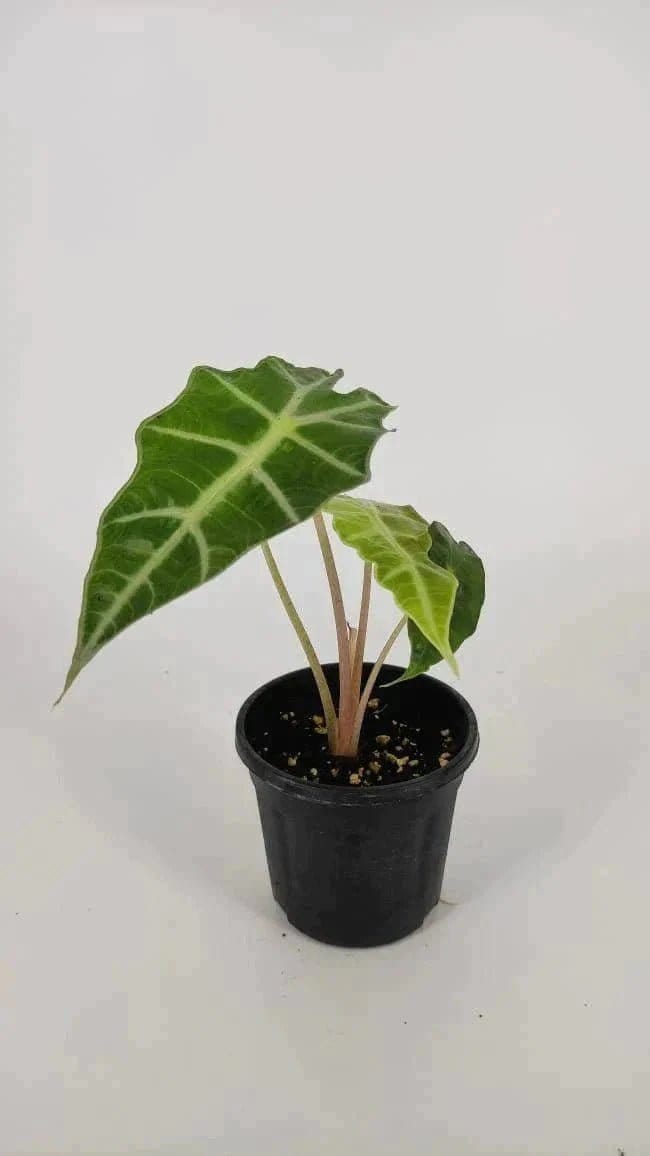 Urban Plants™ Alocasia Amazonica Polly plant with pot