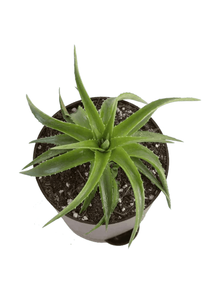 Urban Plants Aloe Vera Green Mini Plant Aloe Vera Green Mini Plant