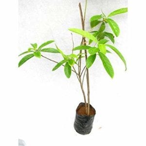 Urban Plants Araucaria Live Plant Araucaria Live Plant (X mas tree )