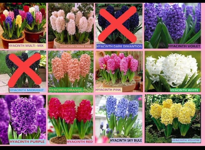 Urban Plants Bulbs and seeds Buy Hyacinth flower bulbs in 9 colours Buy Hyacinth Flower Bulbs